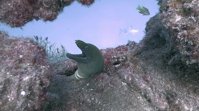 A green moray eel &ndash; Gymnothorax-funebris &ndash; faces the camera as it emerges from a hole, then quickly retreats back inside, filmed in the Sea of Cortez, Baja California, Mexico.