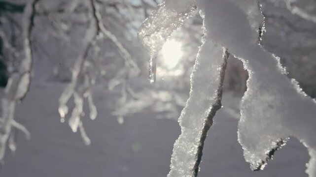 Snow-covered beech trees at the Alto de Mezquiriz pass in Navarre on a winter morning.