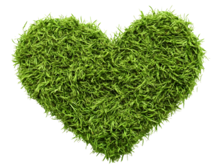 patch of green moss isolated on white background