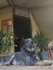 Blue healer dog outside a hotel at Hungerford ,Queensland, Australia.