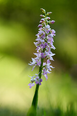 Männliches Knabenkraut, Orchis mascula