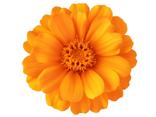 orange marigold flower isolated on transparent background