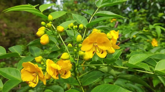 Vibrant Yellow Senna Flowers Blooming Among Green Leaves in Nature