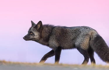 Naklejka premium Wild red fox, silver colour morph. 