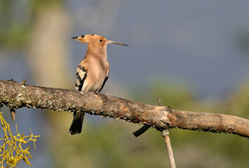 Eurasian Hoopoe perched on branch against natural background