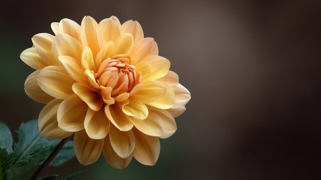 Vibrant orange dahlia flower in full bloom showcasing delicate petals against a soft blurred background creating a serene and inviting atmosphere - Powered by Adobe