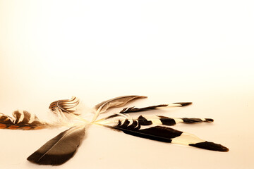 Plumas de varias aves rapaces y insectívoras 