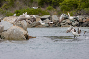 Australian pelican (Pelecanus conspicillatus) flying, Bermagui, NSW, November 2025