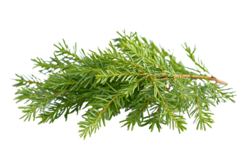 Transparent PNG available background of fir branches on white isolated background