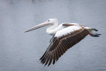 Australian pelican (Pelecanus conspicillatus) flying, Bermagui, NSW, November 2025