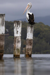 Australian pelican (Pelecanus conspicillatus), Narooma, NSW, November 2025