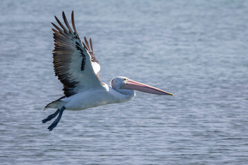 Australian pelican (Pelecanus conspicillatus), Narooma, NSW, November 2025