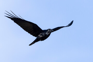 Australian Raven (Corvus coronoides) flying, Narooma, NSW, August 2025