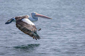 Australian pelican (Pelecanus conspicillatus), Narooma, NSW, November 2025