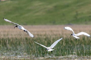 Australian White Ibis (Threskiornis molucca) flying, Rowes Lagoon, NSW, October 2025