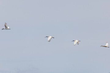 Australian White Ibis (Threskiornis molucca) flying, Rowes Lagoon, NSW, October 2025