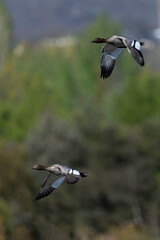Australian Wood Ducks(Chenonetta jubata) flying, Jerrabomberra Wetlands, ACT, October 2025