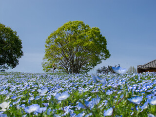 一面のネモフィラの青い花と青い空と緑の木の西洋の田舎の風景のイメージ