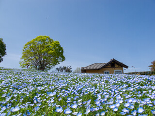 一面のネモフィラの青い花と青い空と緑の木と木造の家がある西洋の田舎の風景のイメージ