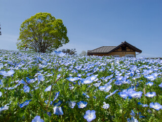 一面のネモフィラの青い花と青い空と木造の家がある緑の木の西洋の田舎の風景のイメージ
