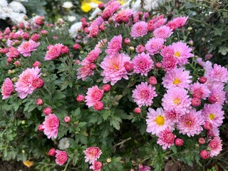 Pink Chrysanthemum Flowers in Garden