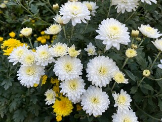 White and Yellow Chrysanthemum Flowers
