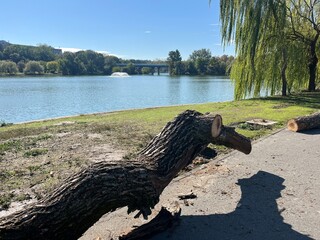 Fallen Trees by Lakeside Park