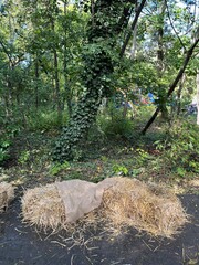 Hay Bales and Ivy Covered Tree in Forest