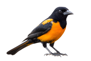 full body portrait of a Northern Oriole bird isolated on a clear white background real image