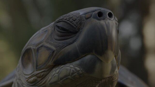 An eye-level close-up of a giant tortoise, with its eyes gently closed, exuding a sense of peace and tranquility Stock Video