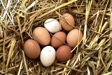 Fresh Farm Eggs Nestled in Straw with Natural Rustic Background