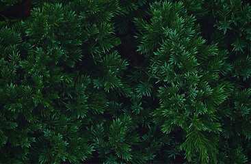 Festive Evergreen Conifer Foliage Background for Christmas and Winter Holidays