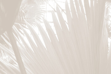 Cloud dancer color palm leaf. Monocrome texture 2026. Color of the year.