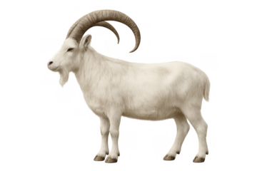 White goat standing on profile, showcasing its detailed fur and long horns on a transparent background, animal cutout