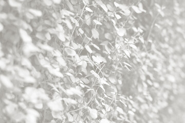 Cloud dancer toned color muehlenbeckia complexa plant background. Monochrome color background. Trendy color 2026.