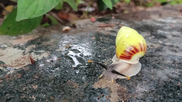 snail on a floor