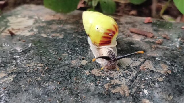 Macro photo of tree snail, albino snail, white snail (amphidromus) on the floor