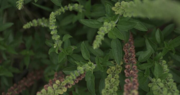 African basil Ocimum gratissimum, Holy Basil , green leaves and fresh flower buds of a basil plant, with dried brown seed heads
