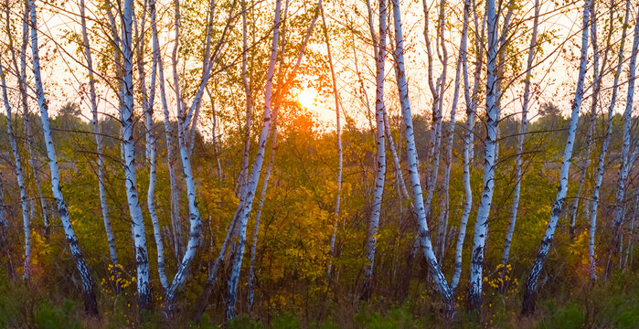 autumn birch tree grove at the peaceful sunset, quiet evening seasonal outdoor scene