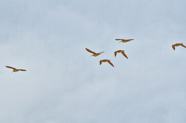 Whimbrel wading birds along the shore at Sandspit on Haida Gwaii, BC, Canada