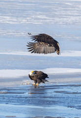 Bald Eagles