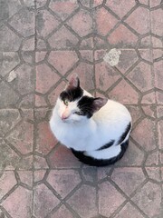 cat stare