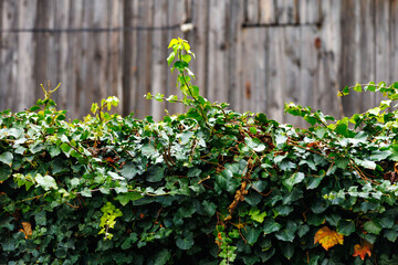 Green ivy growing along rustic wooden fence. Natural ivy creeping over an old wooden fence, symbol...