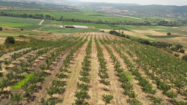 4K Aerial Drone Footage of Walnut Orchard Rows in Agricultural Farmland