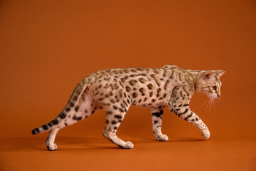 The Bengal kitten walks left in side profile with tail lifted and legs extended. Its body shows strong posture and a confident gait.