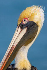 Brown Pelican Portrait 
