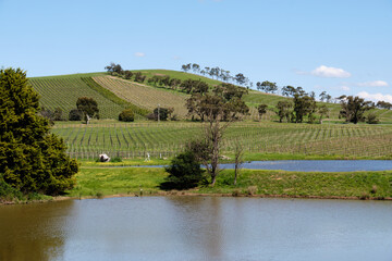 Ponds and vineyards in the Yarra Valley - Coldstream, Victoria, Australia