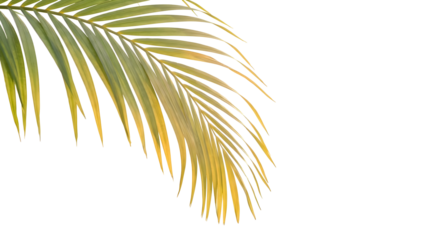 Palm frond detail isolated on white background natural beauty.