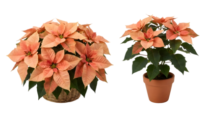 Two beautiful peach poinsettia plants in full bloom potted and ready for display 1.