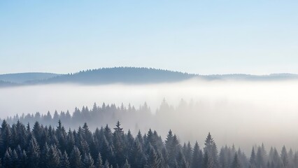 Fototapeta premium Misty Forest Landscape in Winter with Fog and Evergreen Trees